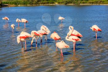 Sunset National Park in Camargue, Provence, France. Large flock of pink flamingos arranged to sleep