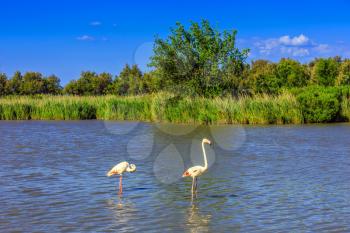 A pair of pink flamingos roost. Evening light in the National Park of the Camargue, Provence, France. 