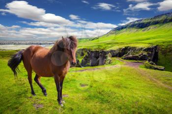 The striking canyon in Iceland. The Icelandic Tundra in July. Bizarre shape of cliffs surround the stream with glacial water. Thoroughbred horse grazes on a cliff