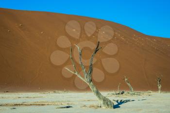 Picturesque ancient dried-up tree. The dried lake Deadvlei. Namibia, ecotourism in Namib-Naukluft National Park