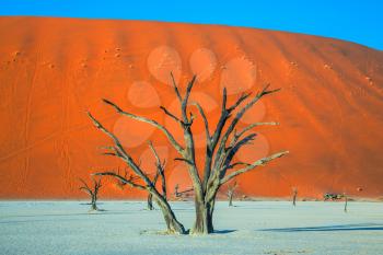 Ecotourism in Namib-Naukluft National Park, Namibia. Dried lake Deadvlei, with dry trees. Evening, sunset