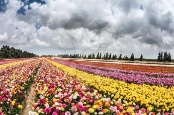 Spring carpet of flowers. Huge field of blossoming garden buttercups. Israeli kibbutz on the border with the Gaza Strip