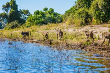 Baboons at the watering. The concept of extreme and exotic tourism in Okavango Delta. Chobe National Park in Botswana