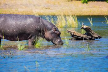 Close hippopotamus shallow near shore of the river. The concept of extreme and exotic tourism in Okavango Delta, Chobe National Park, Botswana