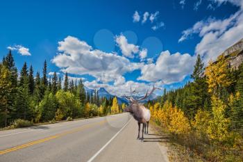 Rocky Mountains, Canada. Along the road is a magnificent deer with big horns