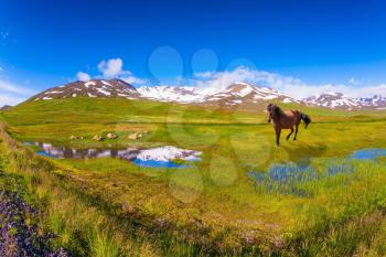 Summer Iceland. Small lake surrounded by green fields. Bay Icelandic horse grazing in the meadow