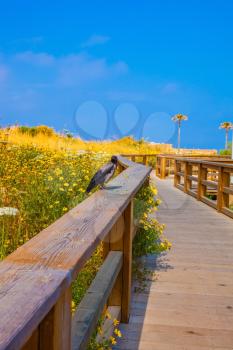 Raven sitting on railing. Wooden walkway with handrails among flowering meadows