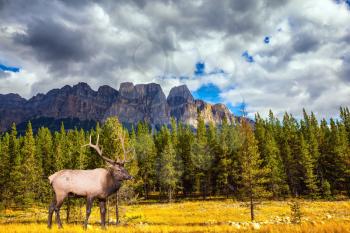 The lush colorful golden autumn in the Rocky Mountains of Canada. Wonderful antlered deer on the edge of pine forest