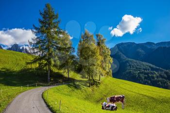 Dolomites, Val de Funes valley. Farm cows grazing in the grass. Picturesque green alpine meadows of the valley