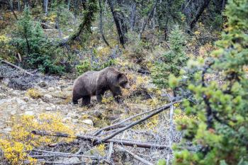  Jasper National Park, Canada. Large brown bear walks along the autumn forest in search of food