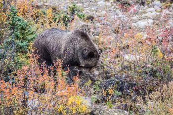 Autumn forest in Jasper National Park, Canada. Big brown bear looking for nuts, roots, tubers and stems of grasses