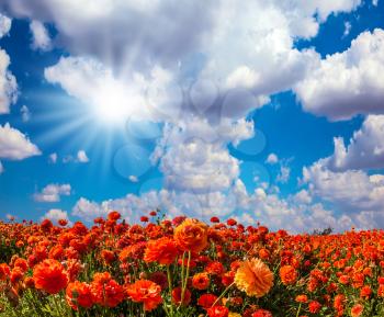 Concept of rural tourism. The southern sun illuminates the flower fields of red garden buttercups- ranunculus. Wind drives the clouds