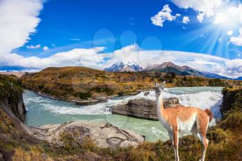 Chile, Patagonia, Paine Cascades. Torres del Paine National Park - Biosphere Reserve. Attentive guanaco on the banks of the roaring waterfalls