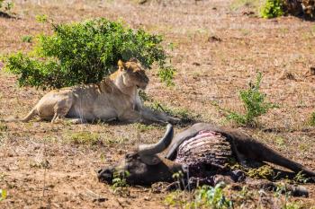  Lioness guarding its prey - a buffalo carcass from vultures. Perfect sunny day in Kruger National Park, South Africa