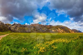 Green grass among thermal sources. The picturesque valley in national park Landmannalaugar. Summer in Iceland