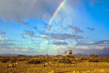 Oryx in Namibia. Magnificent rainbow, autumn turned yellow bush and mountains in the distance