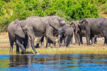 Watering in the Okavango Delta. Chobe National Park in Botswana. Herd of African elephants crossing river in shallow water. The concept of exotic tourism