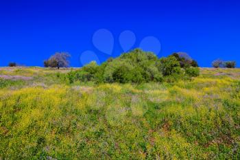  Israel. Legendary Golan Heights in a beautiful sunny day. Spring flowers and fresh grass