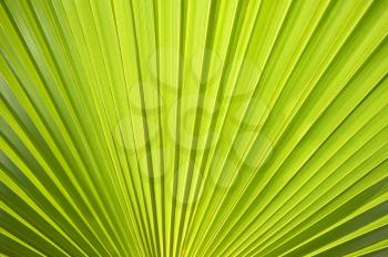 Royalty Free Photo of a Green Fanning Plant