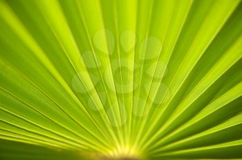 Royalty Free Photo of a Fan Pleated Leaf