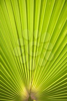 Royalty Free Photos of a Pleated Leaf