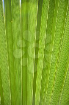 Royalty Free Photo of a Pleated Leaf