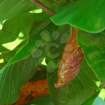 Royalty Free Photo of a Closeup of Leaves