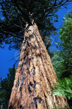 Royalty Free Photo of a Tall Tree in Kings Canyon National Park