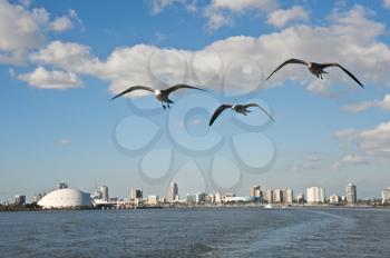 Royalty Free Photo of Seagulls FLying Over the Ocean