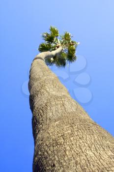 Royalty Free Photo of a Tall Tree