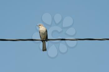 Royalty Free Photo of a Lone Bird on a Wire