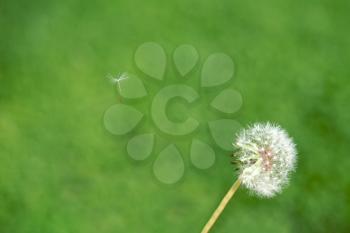 Royalty Free Photo of a Dandelion Gone to Seed