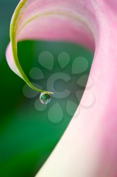 Royalty Free Photo of a Flower Petal With Water Drop on the End
