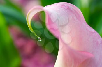 Royalty Free Photo of a Flower Petal With a Drop Of Water On The Tip