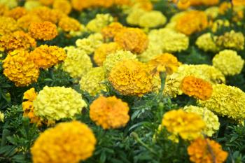 Royalty Free Photo of Yellow and Orange Flowers