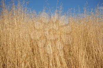 Royalty Free Photo of Dry Grass