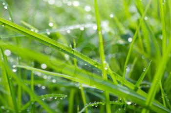 Royalty Free Photo of Grass With Dew