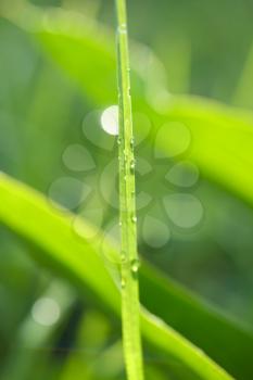Royalty Free Photo of a Blade of Grass With Dew on It