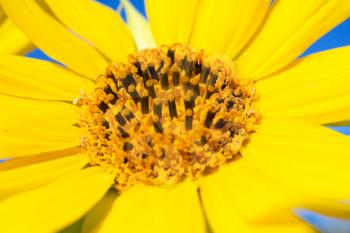 Royalty Free Photo of a Yellow Flower