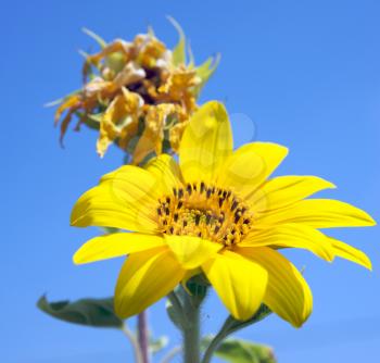 Royalty Free Photo of Yellow Flowers, One Healthy One Dead