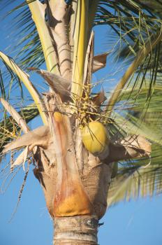 Royalty Free Photo of a Palm Tree With Coconuts