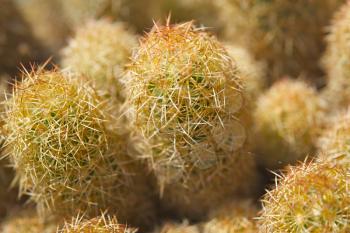 Royalty Free Photo of a Cactus Closeup