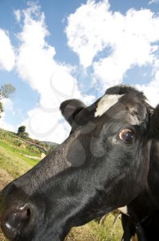 Close-up of cow looking at the camera