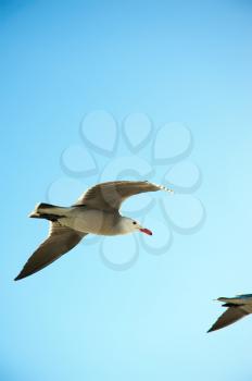 Seagull flying peacefully