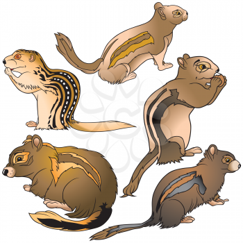 Royalty Free Clipart Image of a Collection of Chipmunks
