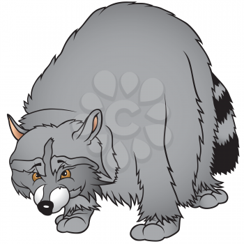 Royalty Free Clipart Image of a Raccoon