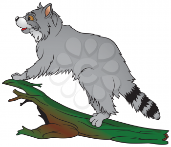 Royalty Free Clipart Image of a Raccoon on a Trunk