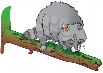 Royalty Free Clipart Image of a Raccoon On a Branch