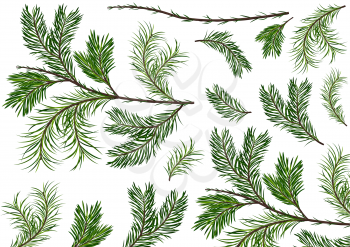 Spruce Clipart