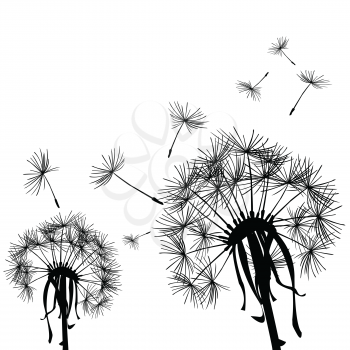 Black dandelions in the wind